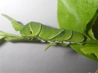 アゲハチョウの幼虫