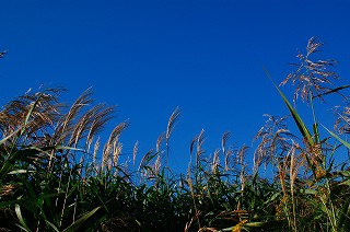 秋の空