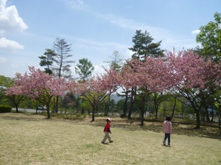 八重桜