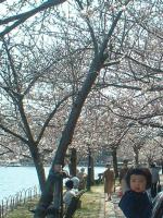 明石公園　桜並木