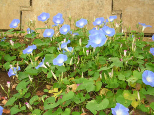 noasagao00.jpg