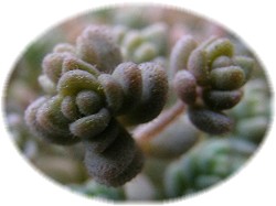 Sedum dasyphyllum 2006/11