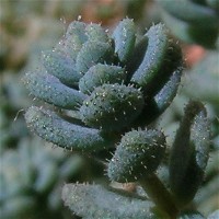 Sedum_dasyphyllum_green_2007_6.JPG