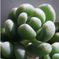 Sedum_dasyphyllum_riffense.JPG