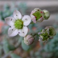 Sedum_dasyphyllum_riffense_flower_2007_6.JPG