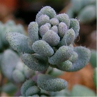 Sedum_dasyphyllum_Lilac_Mound.JPG