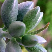 Adromischus mamillaris 緑の卵 2007/5