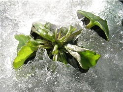 氷の下から出てきたビオラ
