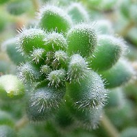 Sedum_dasyphyllum_suendermanii.JPG