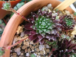 Sempervivum_silberkerneol_2007_7.JPG