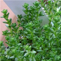 Sedum acre 2007/3