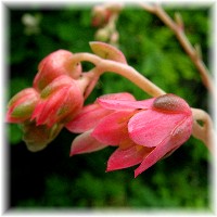 Pachyphytum uniflorum 2007/5