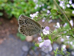 蝶とカラミンサ2006/9