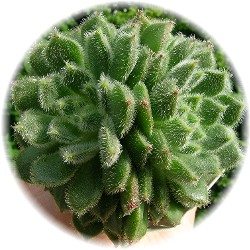 echeveria_setosa_2007_6.JPG