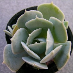 Echeveria_ruyonii.JPG