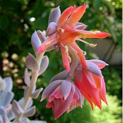 Echeveria_topsy_turvy_flower_1.JPG