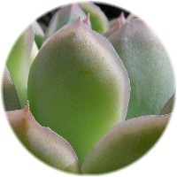 Echeveria cv. 花月夜 2 2007/2