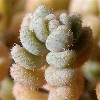 Sedum_dasyphyllum.JPG