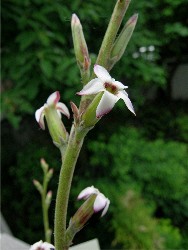 Adromischus_zeyheri_flower_2007_6_5.JPG