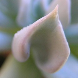 Echeveria_topsy_turvy_leaf_1.JPG