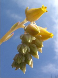 Echeveria cv. '花月夜' 花 2007/2