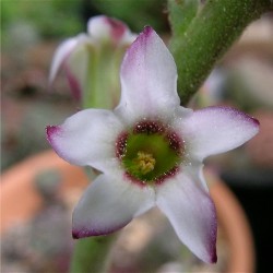 Adromischus_zeyheri_flower_2007_6_6.JPG