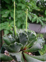 Adromischus_cristatus_2007.JPG