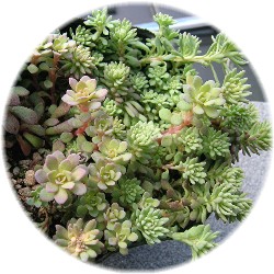 Sedum nevii 2007/2