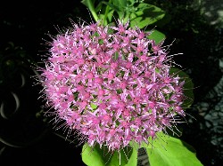 弁慶草の花2006/10