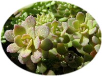 Sedum nevii wide-leaf 2007/2