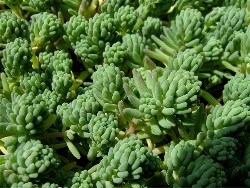 Sedum hispanicum Purpleum 2007/1