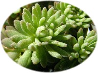 Sedum nevii narrow leaf 2007/2