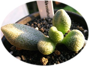 Adromischus_marianiae_Alveolatus2006_10