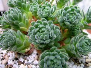 Rosularia chrysantha 2007/7