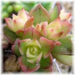 Aeonium yuubae 夕映え 2007/6