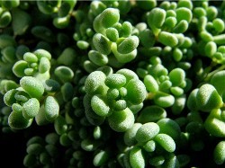 Sedum dasyphyllum large type 2007/1