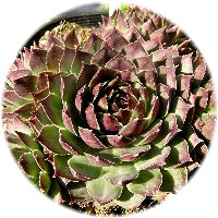 Sempervivum 'Red Chief'