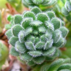 Rosularia chrysantha 2 2007/7