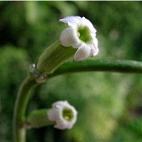 Adromischus_cristata_flower_2007_9.JPG