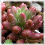 Sedum 'Aurora' 2007/6