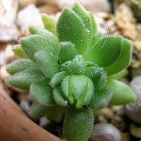 Rosularia rechingeri w/flower bud 2007/7