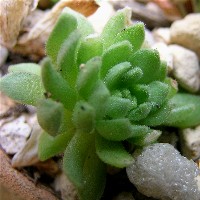 Rosularia rechingeri rosette 2007/7