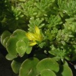 Sedum_japonicum_f_morimura.JPG