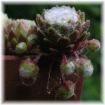 Sempervivum cv. 2007/6