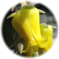 花うららの花アップ 2007/3