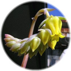 花うららの花 2007/3