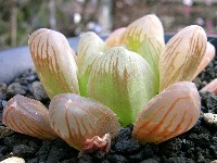 Haworthia cooperi var. truncata 2007/4 2