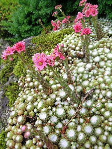 小雀開花その二