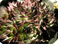 Sempervivum Bronco