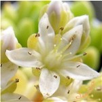 春萌 の花 アップ　2007/4